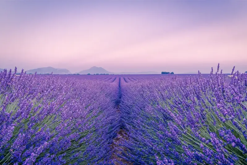 January 2025 - A Year in Review and What to Watch In 2025 January 2025 - A Year in Review and What to Watch In 2025